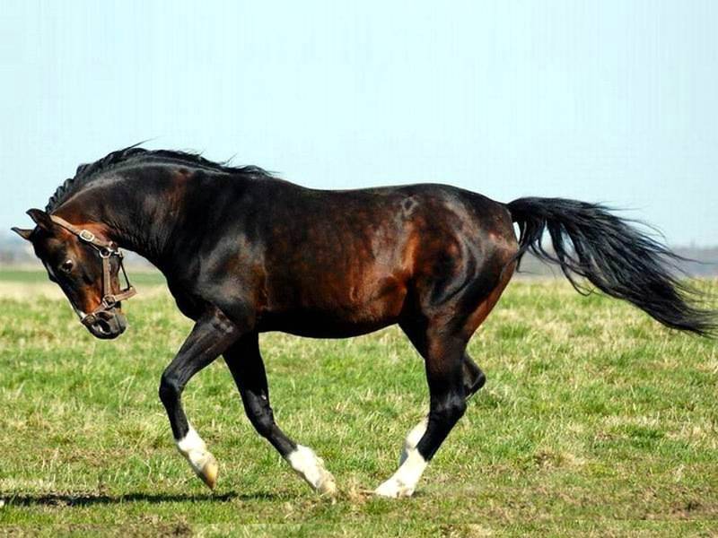 Тракененская лошадь: характеристика породы