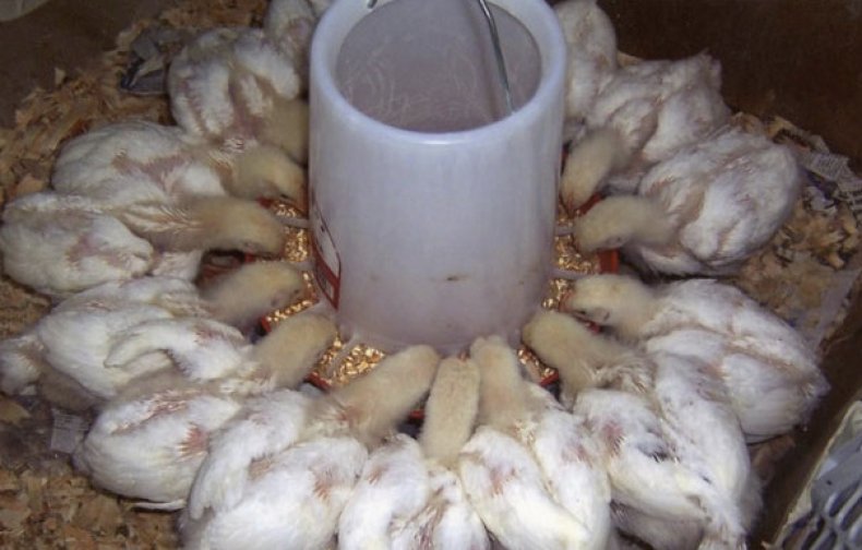 Чем кормить цыплят бройлеров для быстрого роста