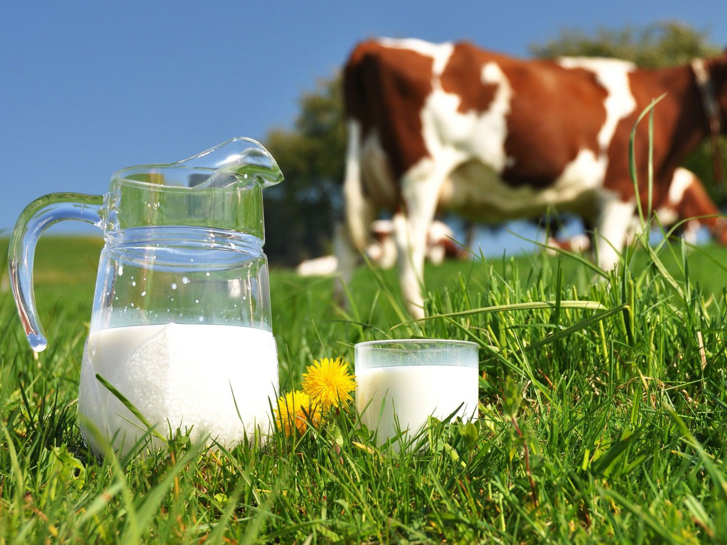Почему у коровы мало молока: причины снижения надоев, возможные заболевания