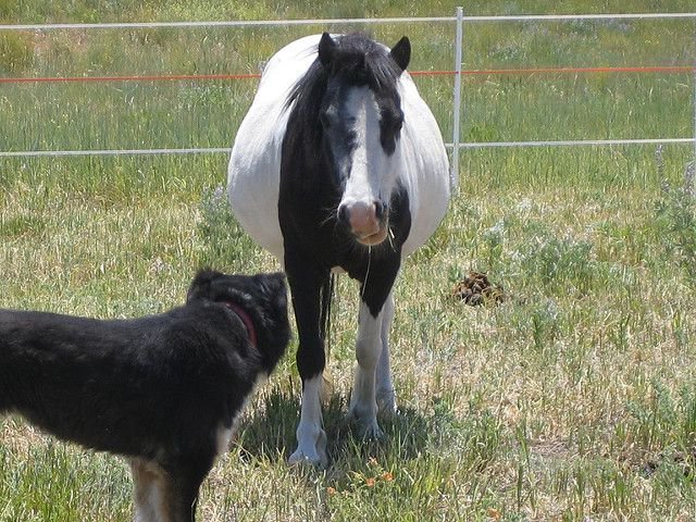 Как рожают лошади: спаривание, содержание беременной лошади и роды