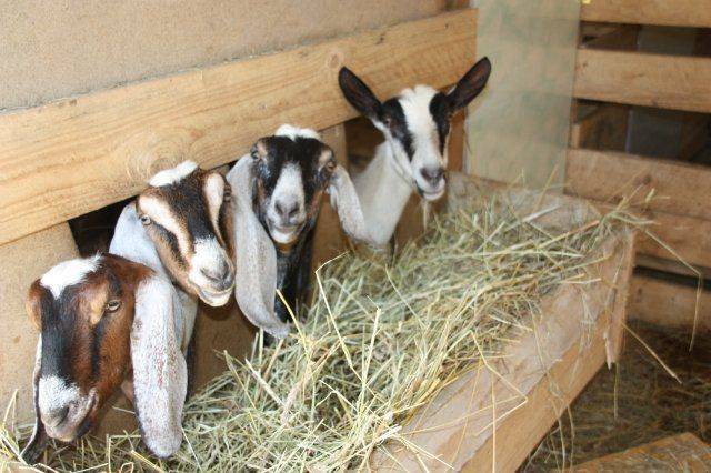 Разведение коз в домашних условиях, уход и содержание для начинающих