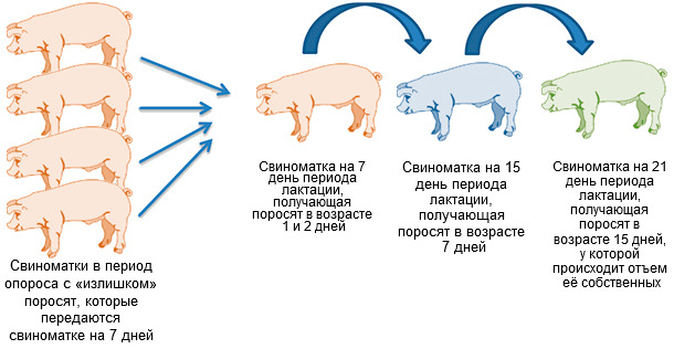 Уход за свиноматкой до и после опороса