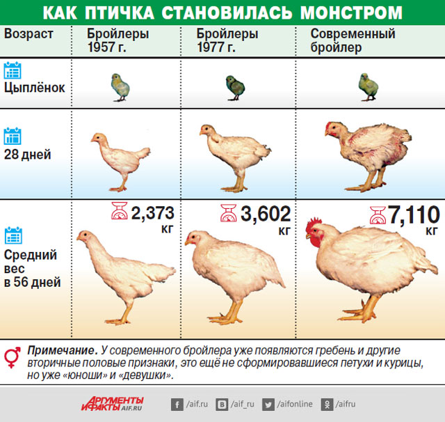 Бройлеры ross 308 (25 фото): описание породы, таблица роста и веса по дням, руководство по содержанию цыплят, отзывы