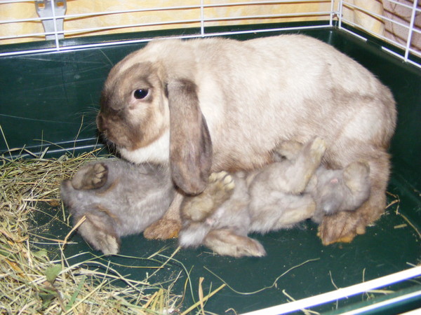 Сколько длится беременность у кролика: как определить, что крольчиха беременна