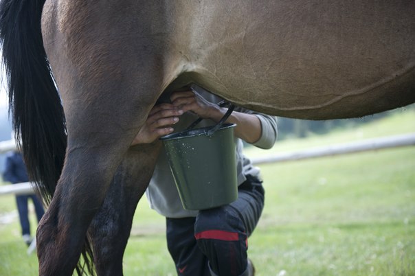 Молоко лошади: как доят кобылу и как называется напиток из ее молока