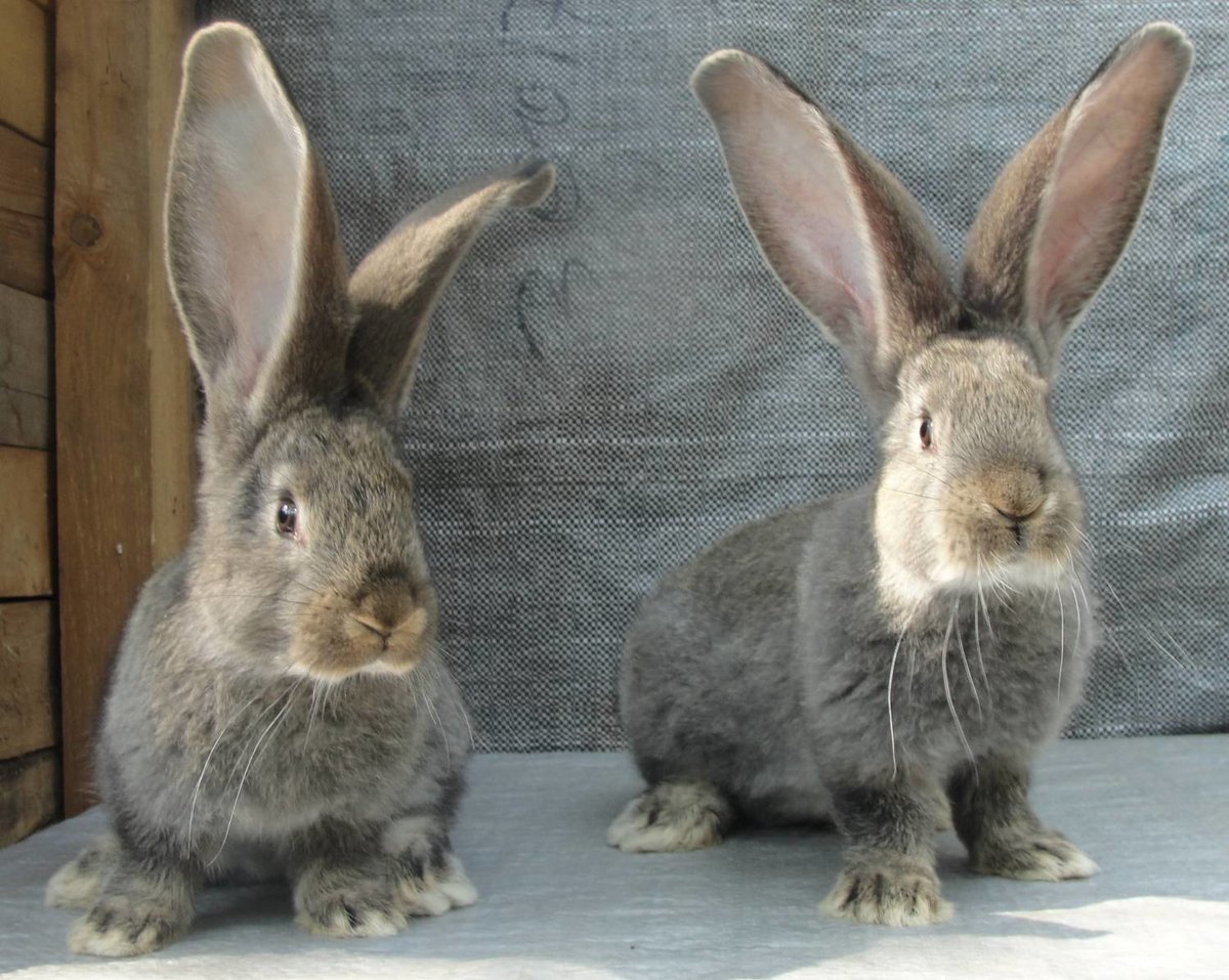 Фландр – самая крупная порода кроликов