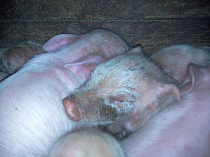 Лечение свиней: 100 фото и видео лечения и профилактики основных заболеваний