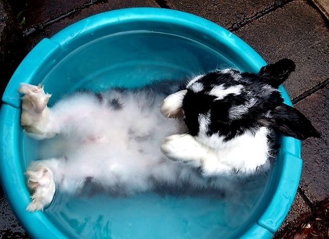 Как спасать кролика от жары: как переносят и могут ли умереть, как охладить