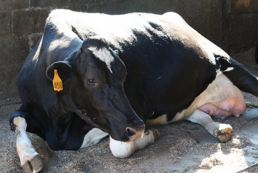 Лечение послеродового пареза у коровы
