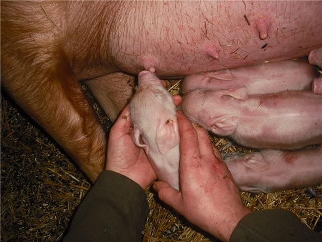 Опорос свиней в домашних условиях: сколько дней ходит беременная свиноматка и как рожает первый раз (с видео)