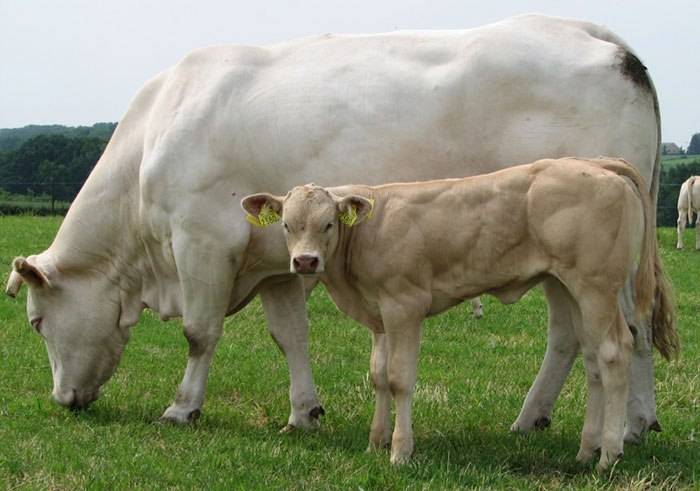 Швицкая порода коров: описание и характеристика, плюсы и минусы, поведение и уход