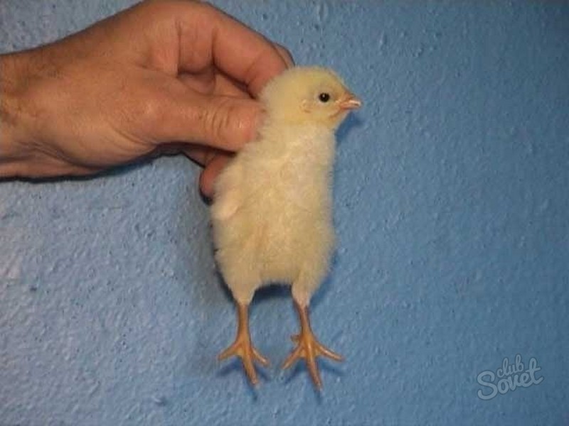 Как отличить петуха от курицы, как различить цыплят: суточных, недельных, определяем пол в 3-4 месяца