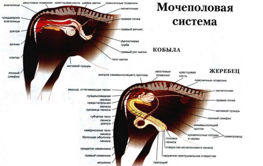 Половые органы коня фото