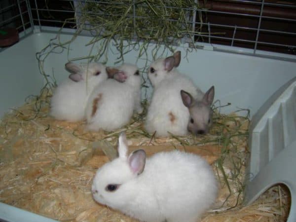 Как быстро откормить кроликов на мясо в домашних условиях