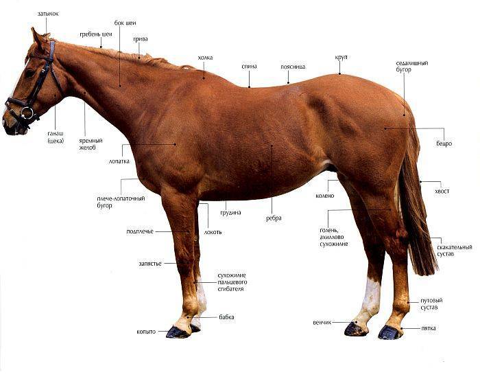 Все о продолжительности жизни лошадей: что влияет, сколько живут и как ее продлить