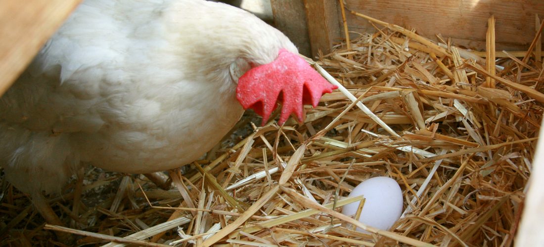 Почему куры несут мелкие яйца? причины и методы решеия