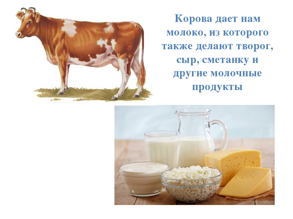 Всегда ли корова дает молоко (круглый год), что делать, если перестала