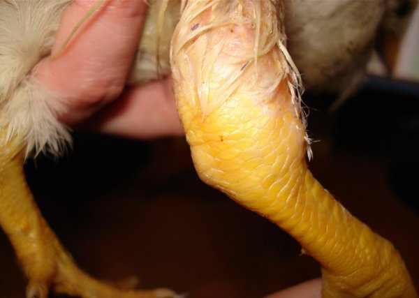 Цыплята падают на ноги: что делать и почему это происходит, советы опытных ветеринаров