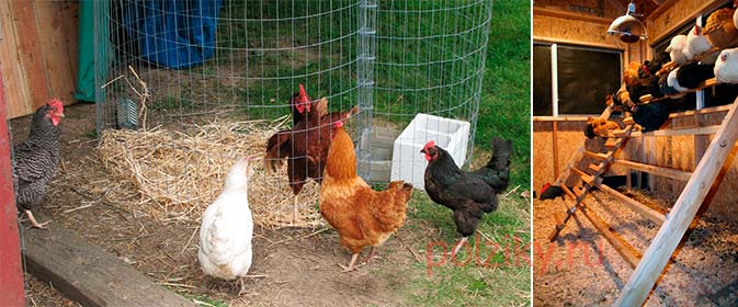 Что делать с цыплятами после того, как их вывела наседка? нужно ли оставлять их с курицей и как ухаживать дальше?