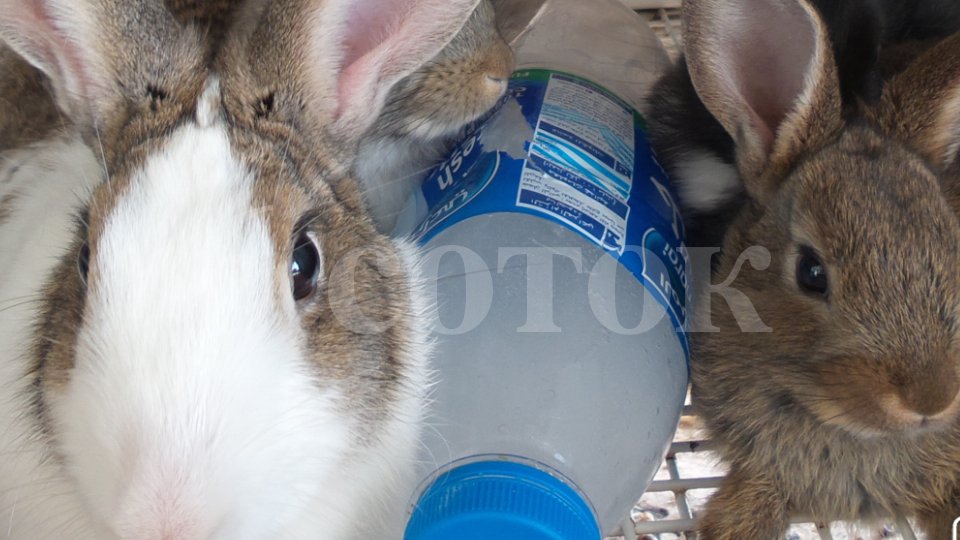 Солнечный и тепловой удар у кроликов, первая помощь зверькам