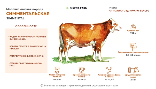 Джерсейская порода коров: фото, характеристики и отзывы о ней