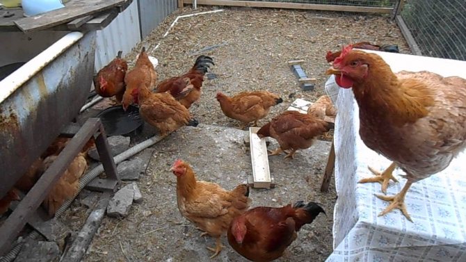 Кроссы кур. выращивание кур в домашних условиях для начинающих. гибридные породы кур