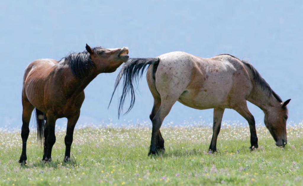 Как спариваются лошади: естественная и искусственная случка