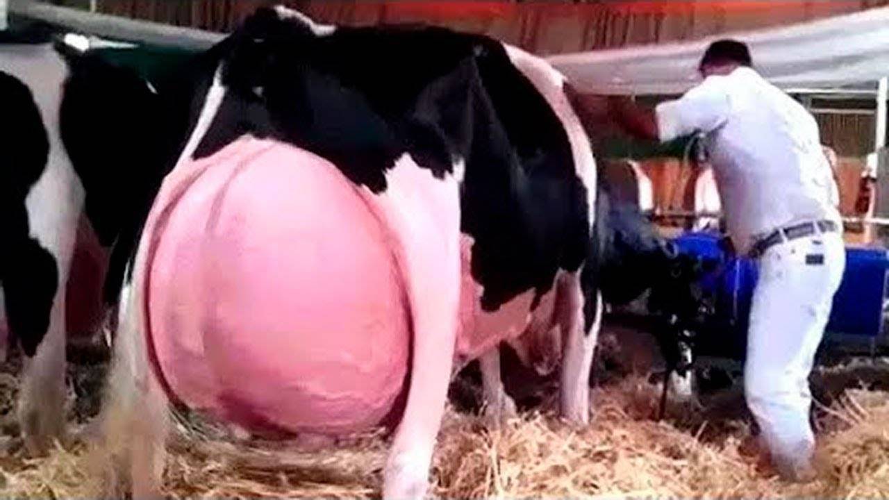 Все об удоях коровы и о том, как повысить выработку молока