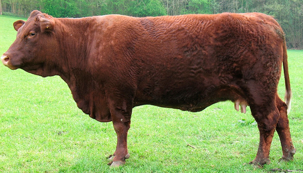 Самые лучшие породы коров: обзор топ-15 пород, их сравнительные характеристики