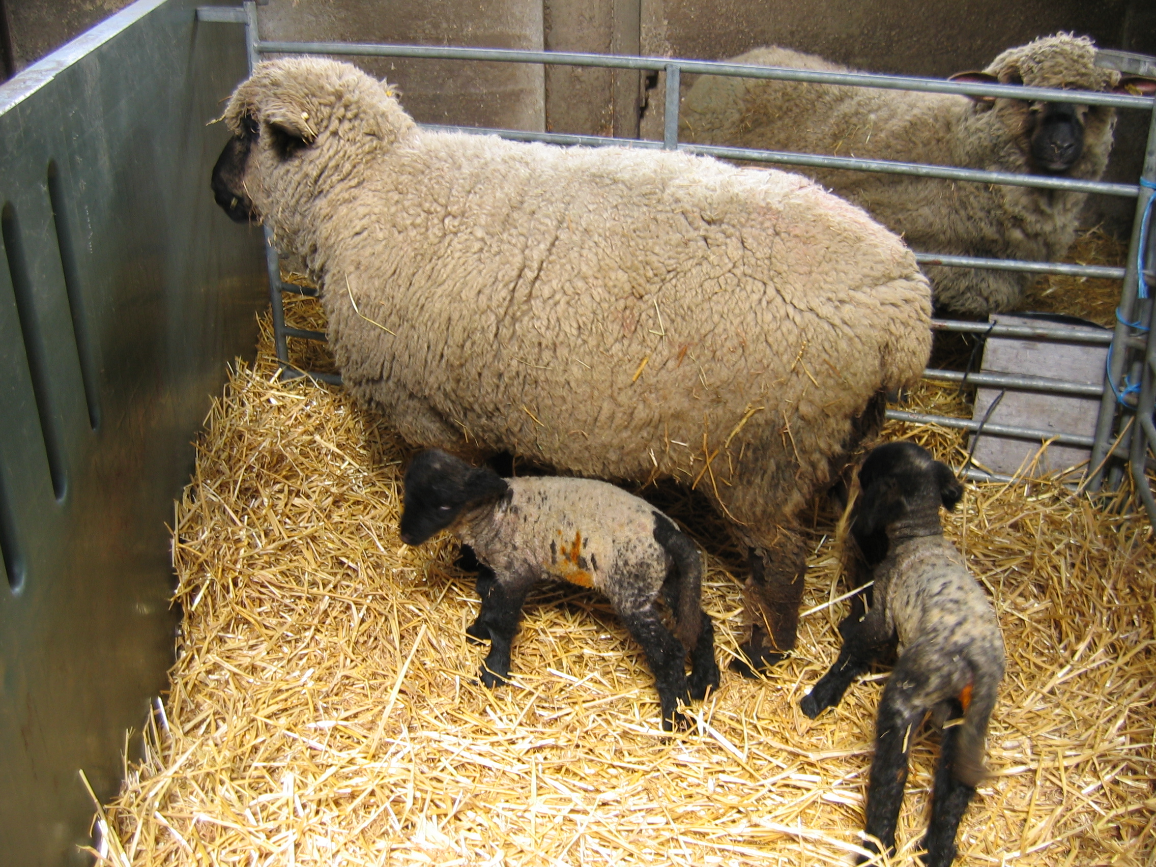 Разведение баранов на мясо как бизнес: овцеводство для начинающего, план как и с чего начать