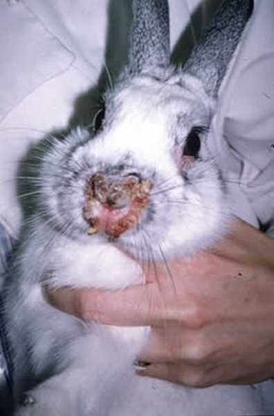 Кокцидиоз у кроликов - симптомы и лечение, можно ли есть мясо + фото