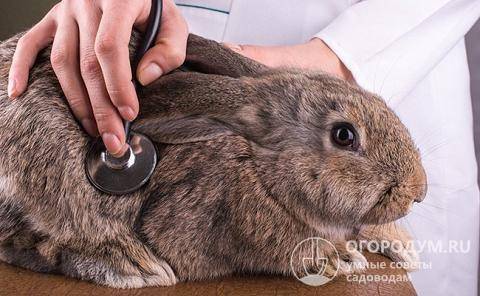Кокцидиоз у кроликов: причины, симптомы и лечение болезни