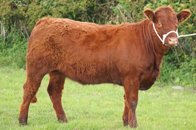 Температура тела у коровы: норма и антибиотики