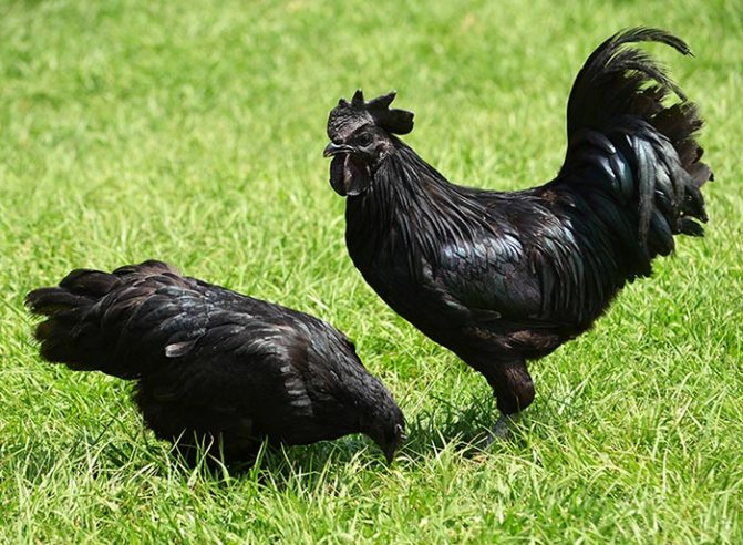 Черные породы кур — фото, название, описание и характеристика