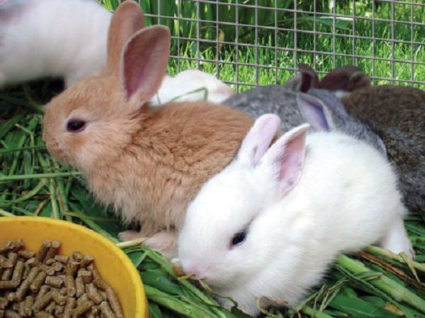Можно ли давать кроликам кабачки и листья кабачков