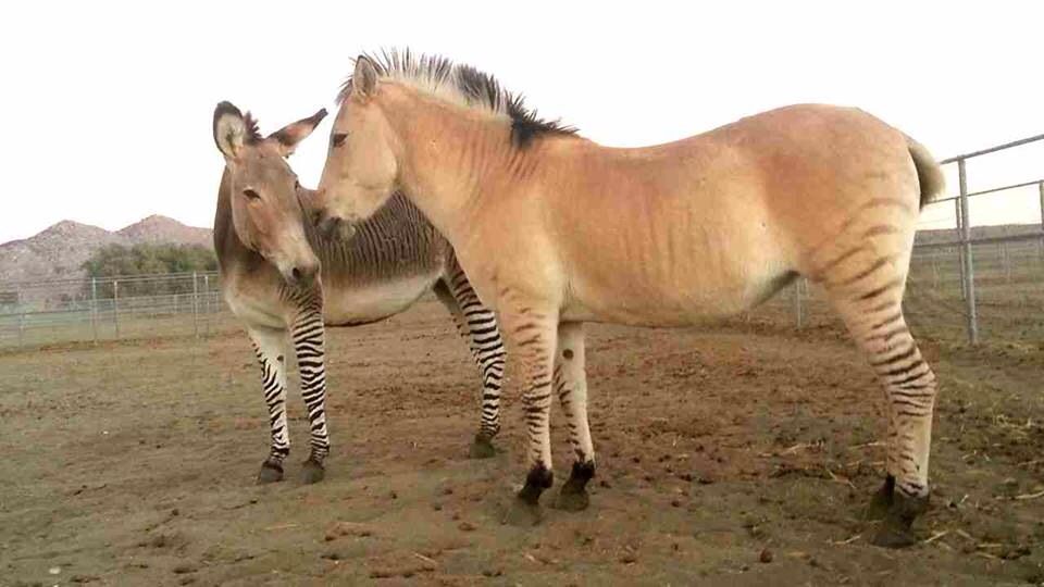 Животный мир: лошак и мул разница