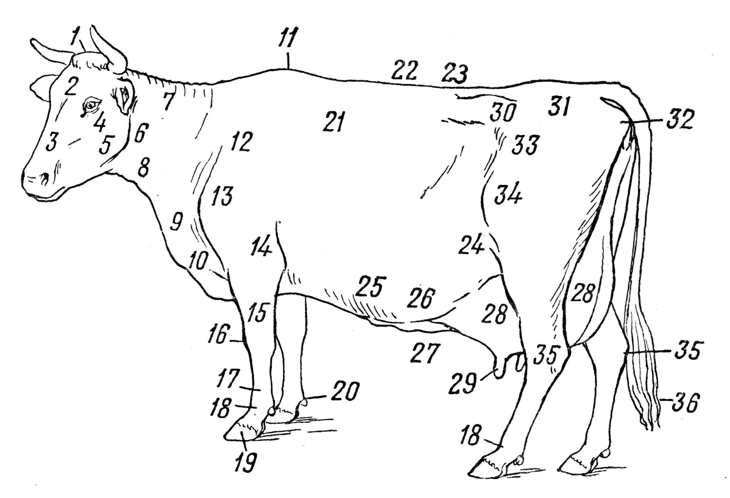 Как правильно разделать корову: части тела животного, польза мяса, особенности его хранения