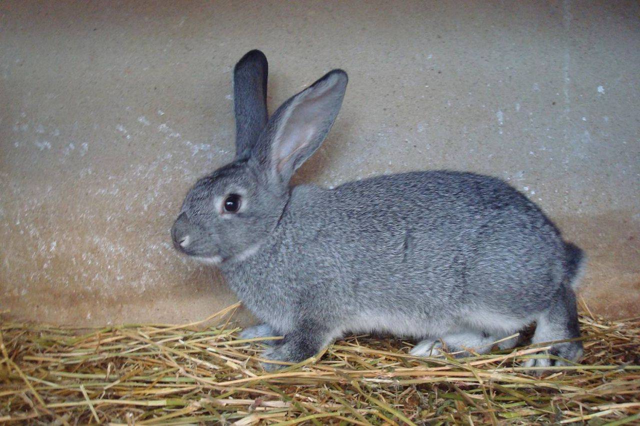 Кролики советская шиншилла: описание породы, фото, отзывы, разведение
