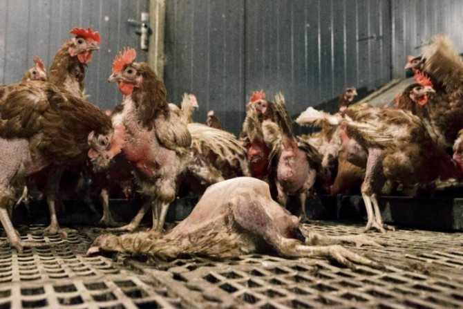 Цыплята клюют друг друга до крови: что делать? причины агрессии
