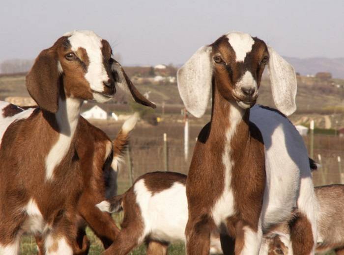 Англо-нубийские козы: описание, характеристики и условия содержания породы
