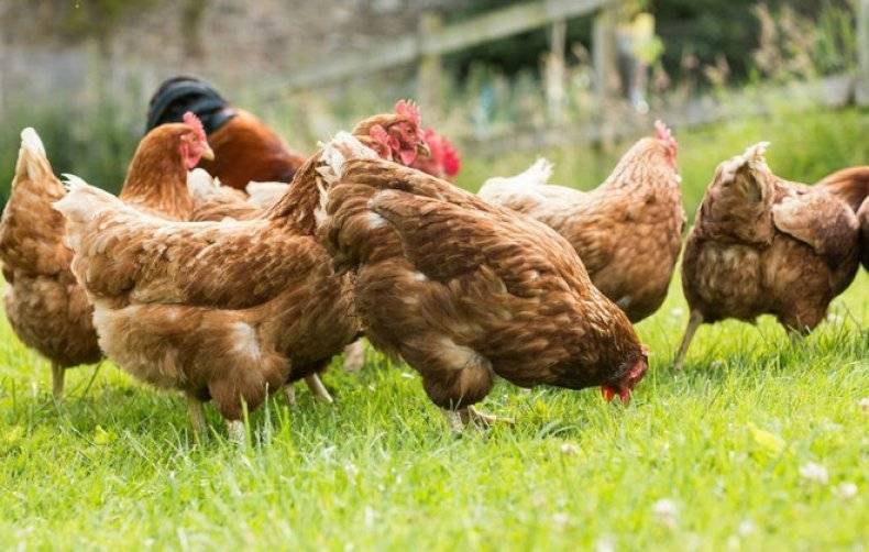 Почему цыплята и куры клюют друг друга. 10 причин!