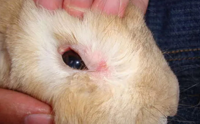 Почему у кролика могут слезиться глаза - мыдачники