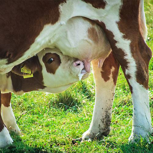Мастит у коров: симптомы, лечение в домашних условиях, препараты, мази