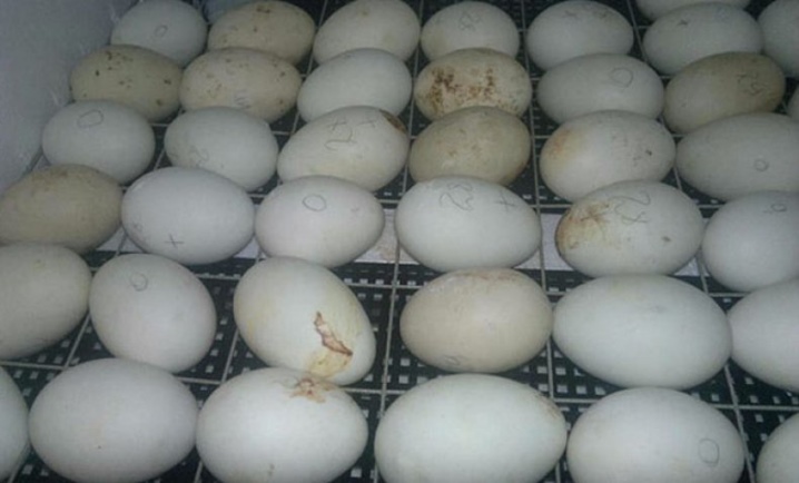 Как посадить гусыню на яйца: добровольная и принудительная посадка, подкладывание яиц