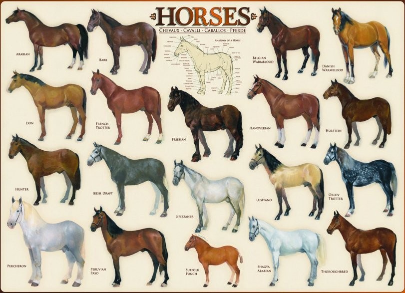 Русские породы лошадей (29 фото): серебристая, скаковая и другие разновидности. характеристика, происхождение, применение