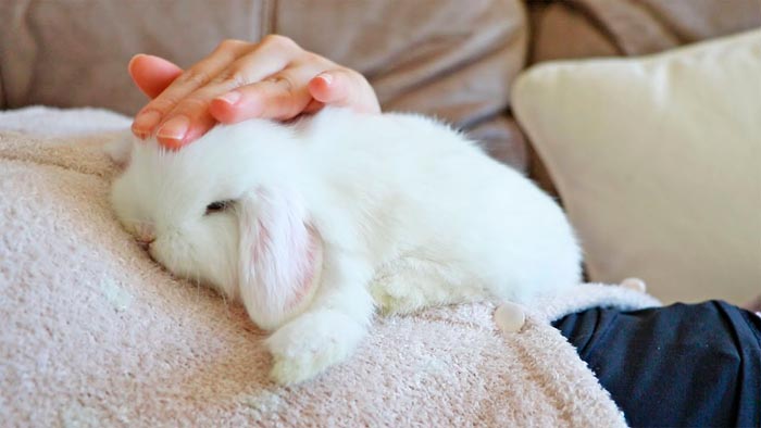 О маточнике для кроликов: как сделать своими руками, размеры и чертежи