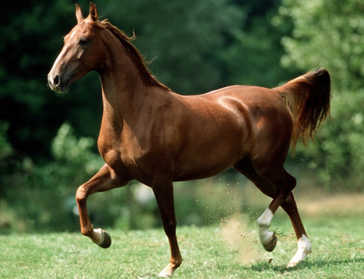 Обзор английских чистокровных лошадей
