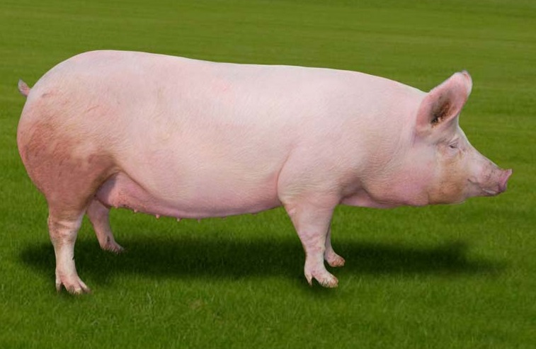 Популярные породы белых свиней и правила их содержания