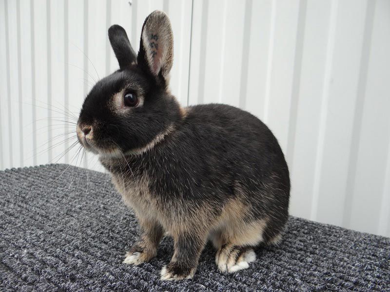 Лисий карликовый кролик - особенности породы, содержание и уход