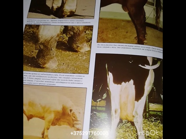 Болезни ног у коровы: виды и их симптомы, лечение, профилактика
